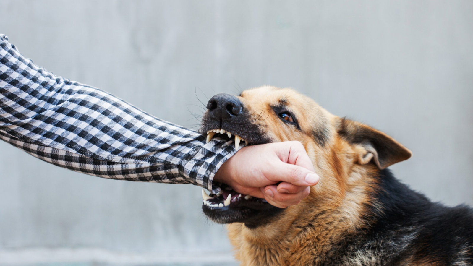 Advierten por la cantidad de mordeduras de perros en Puerto Madryn