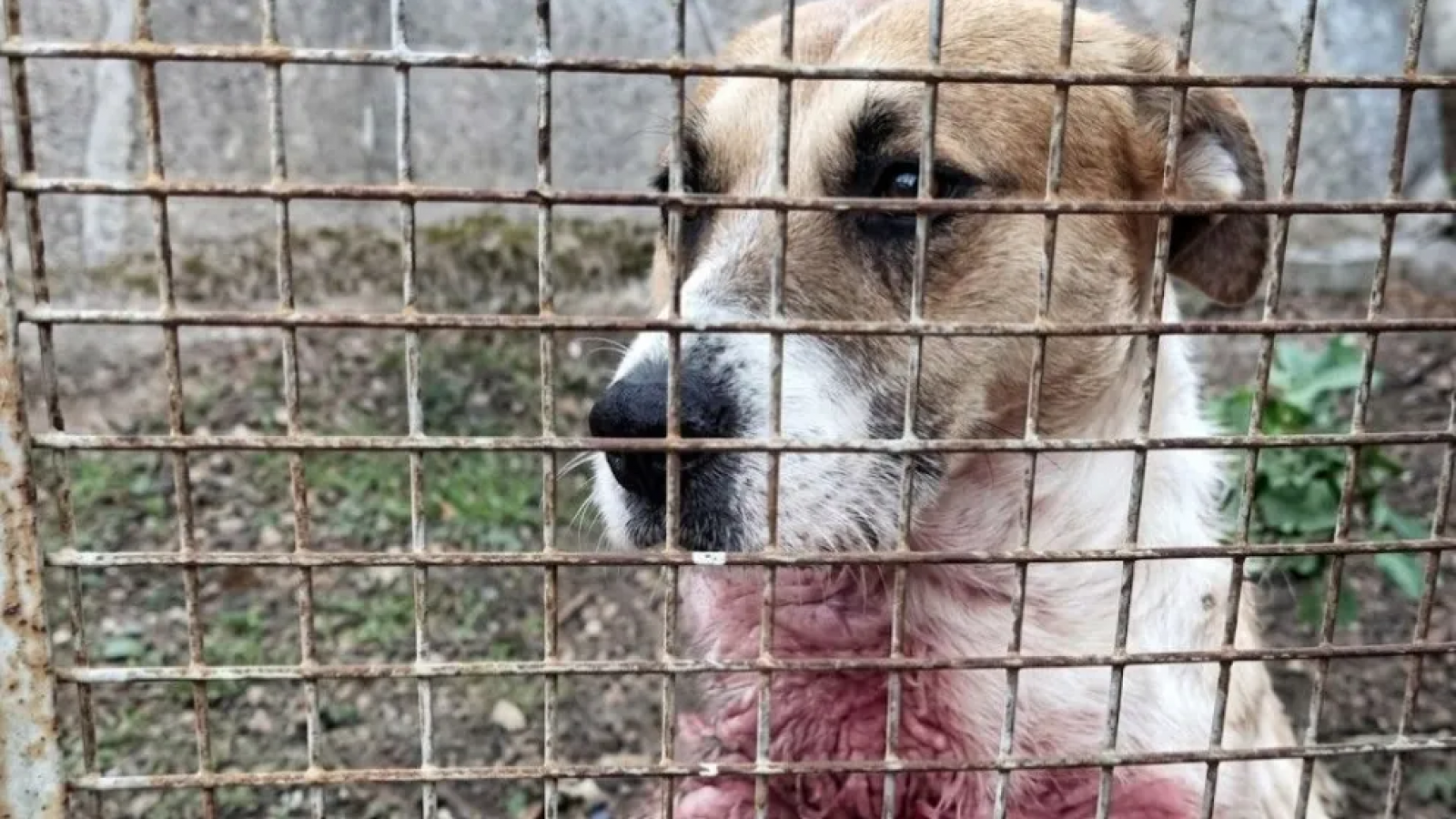 Caso Perejil: la Justicia prohibió al refugio difundir información sobre el perro
