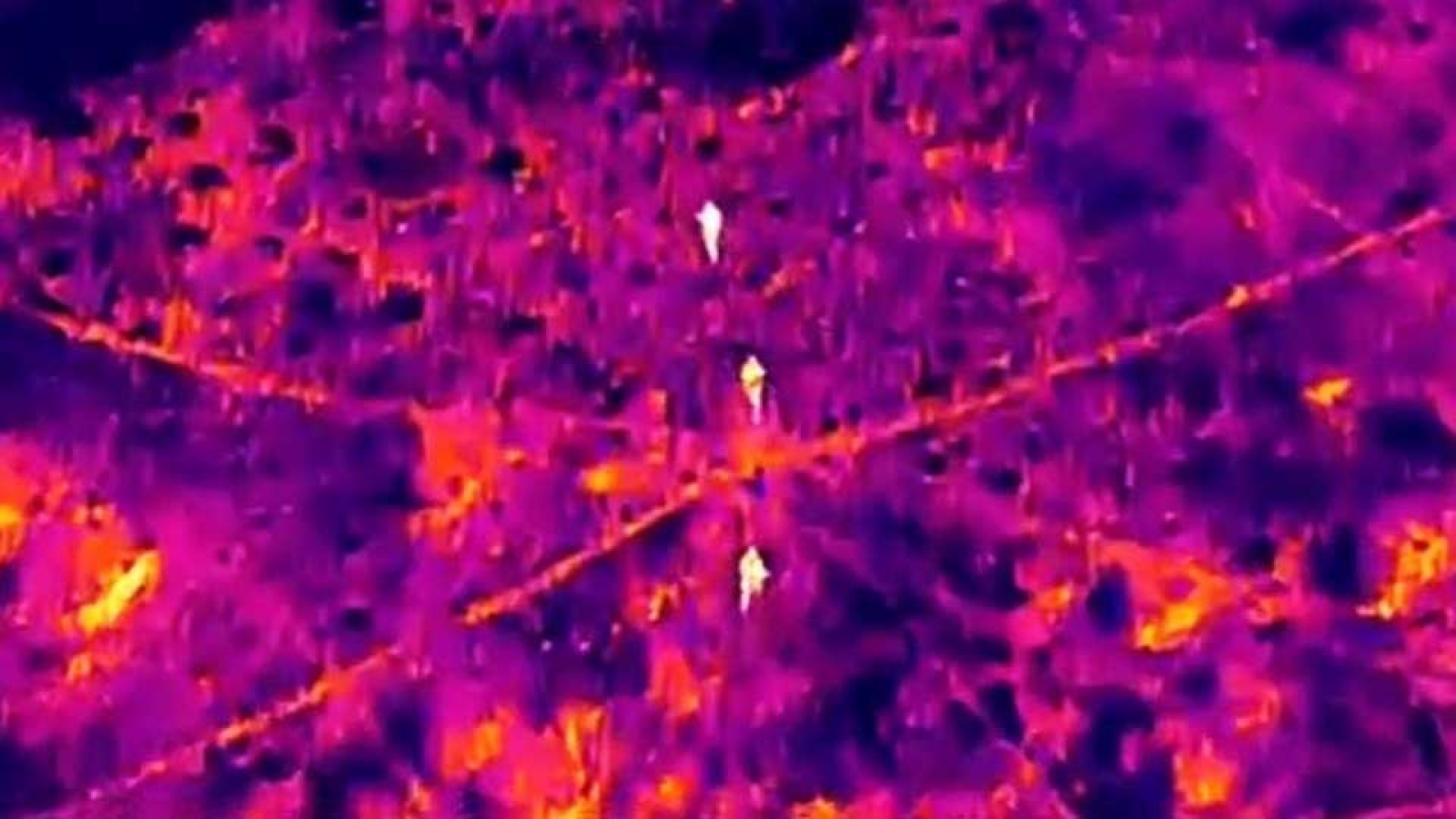 Los cazaron con un dron térmico cuando intentaban robar nueve ovejas en Rawson: qué resolvió la Justicia