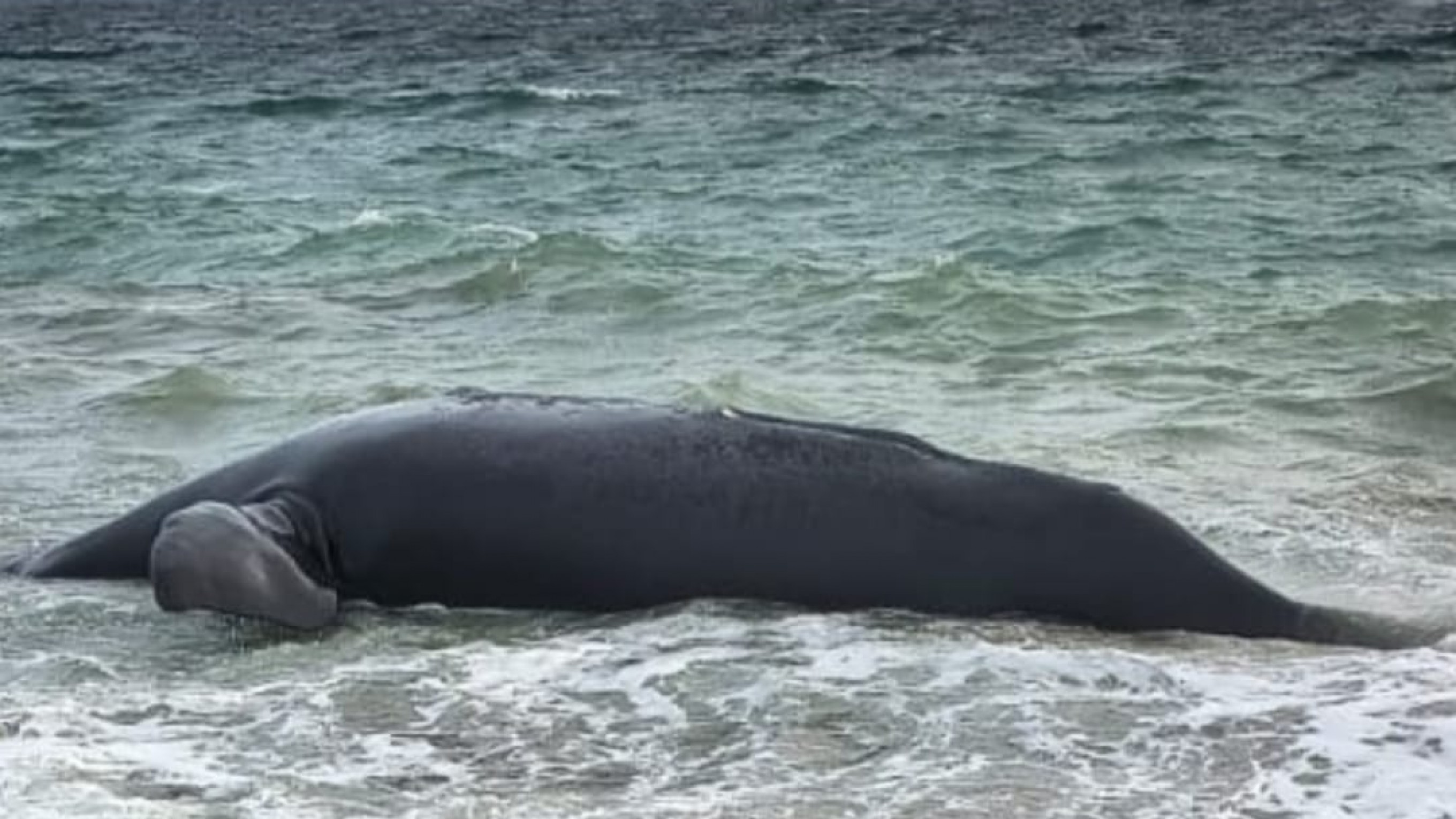 Otra ballena apareció muerta en Puerto Madryn y crece la preocupación por los hallazgos en la costa