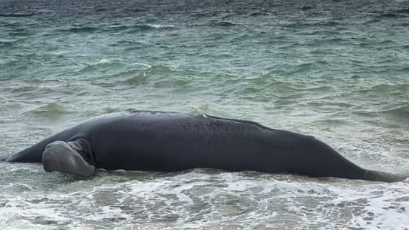 Mortandad de ballenas en Chubut: investigan las causas y crece la preocupaci髇 en el Golfo Nuevo