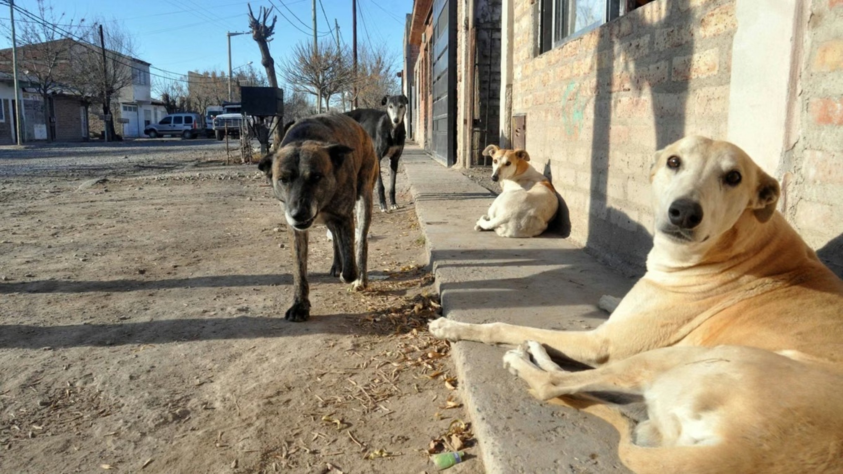 Puerto Madryn recibe cinco denuncias por día por perros sueltos: detectaron 248 animales en apenas 95 cuadras