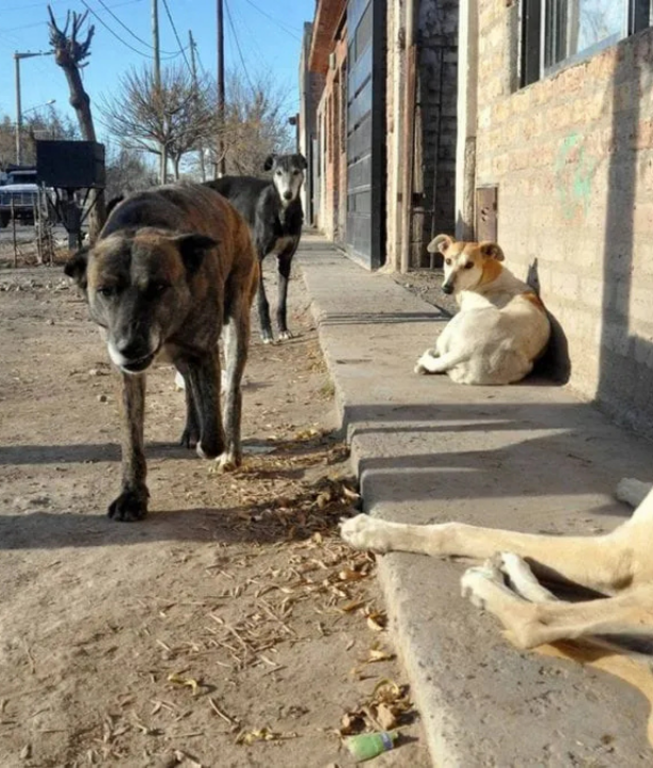 Tras el relevamiento de perros en San Miguel, APAM propone nuevas medidas para frenar la sobrepoblación animal