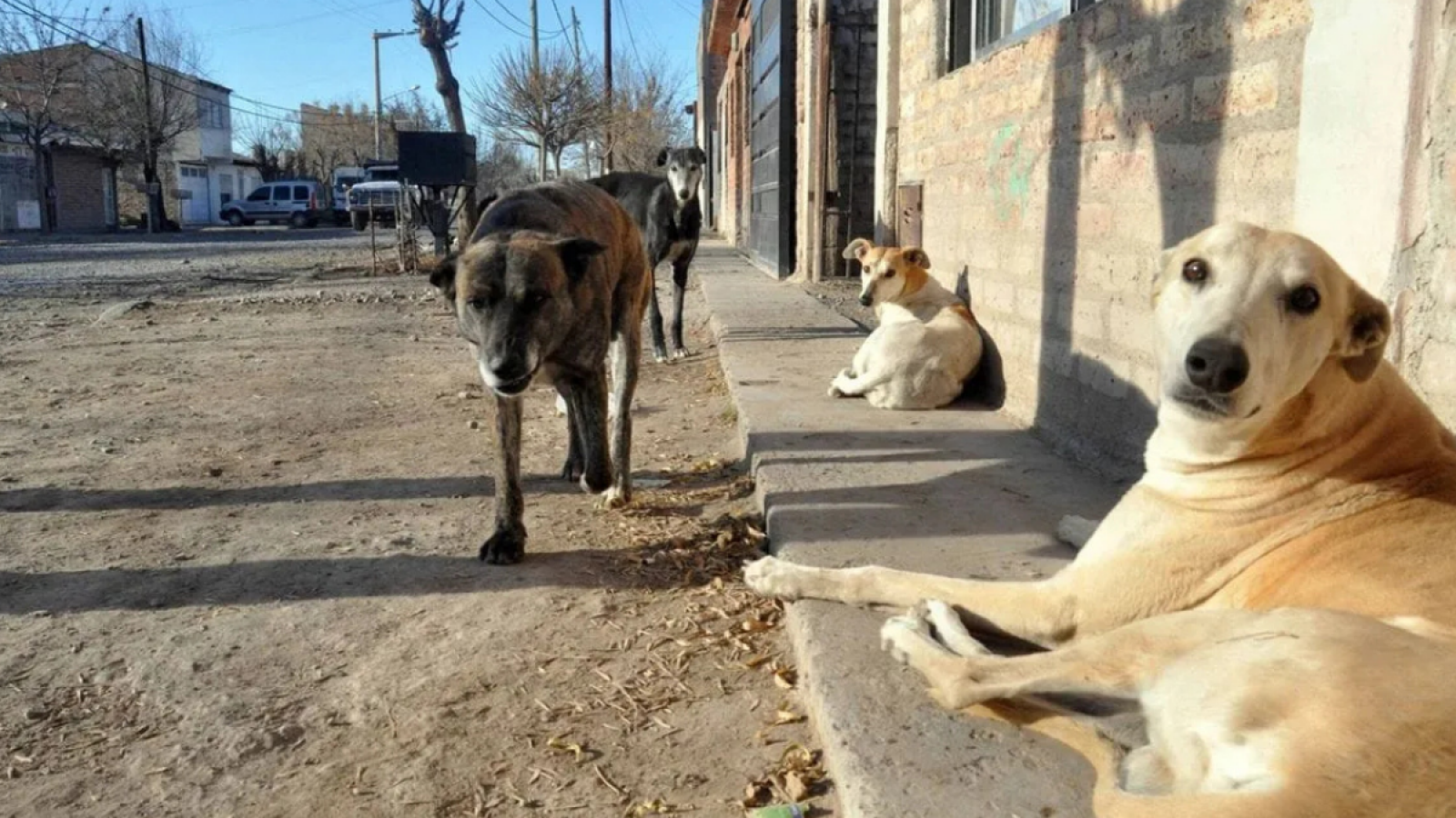 Tras el relevamiento de perros en San Miguel, APAM propone nuevas medidas para frenar la sobrepoblaci髇 animal