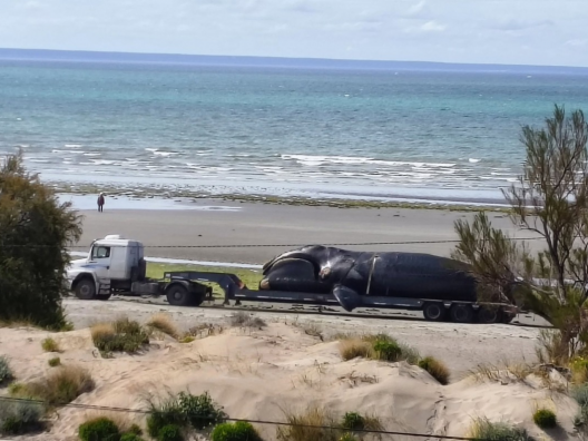 Alarma en el Golfo Nuevo: hallan otro ballenato muerto en la costanera de Puerto Madryn