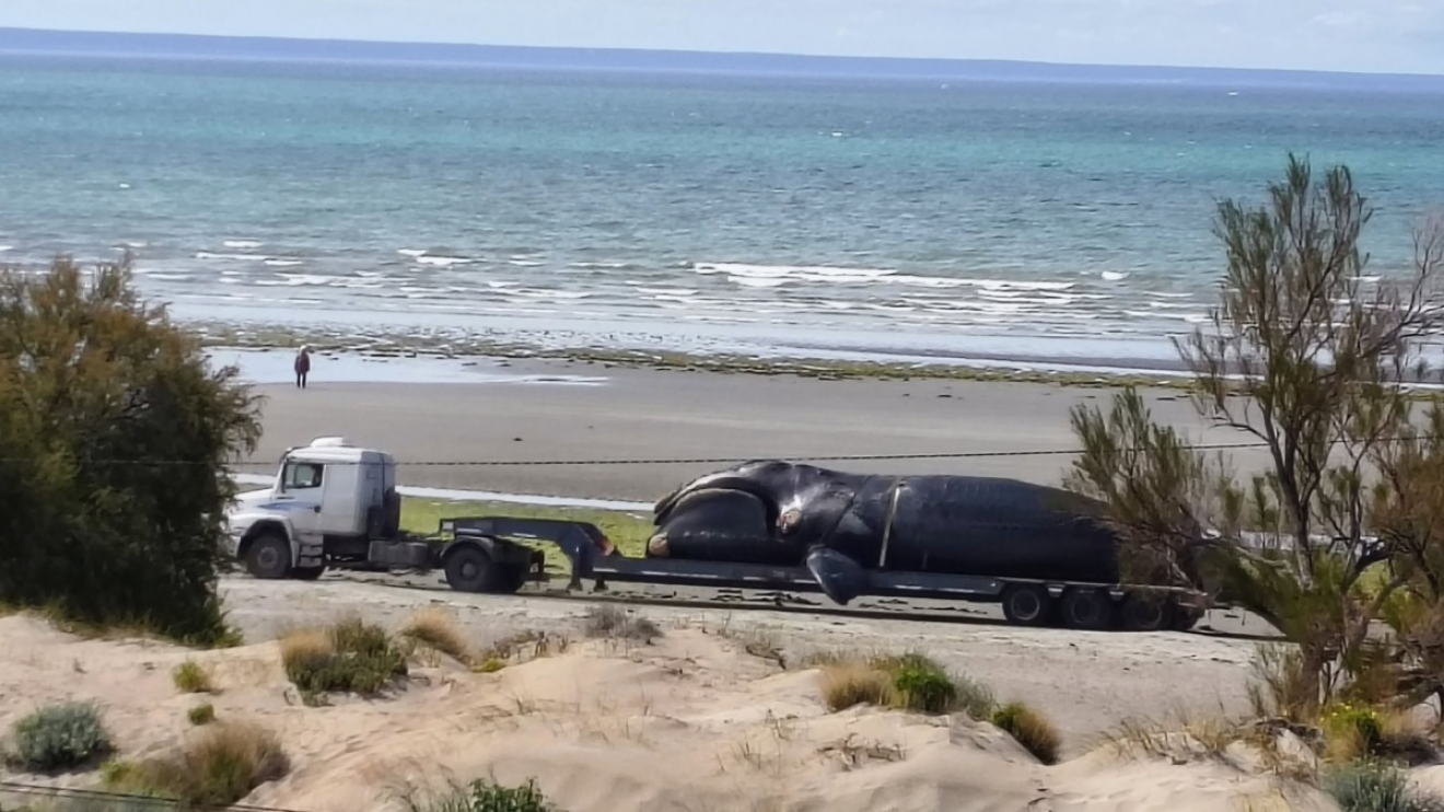 Alarma en el Golfo Nuevo: hallan otro ballenato muerto en la costanera de Puerto Madryn
