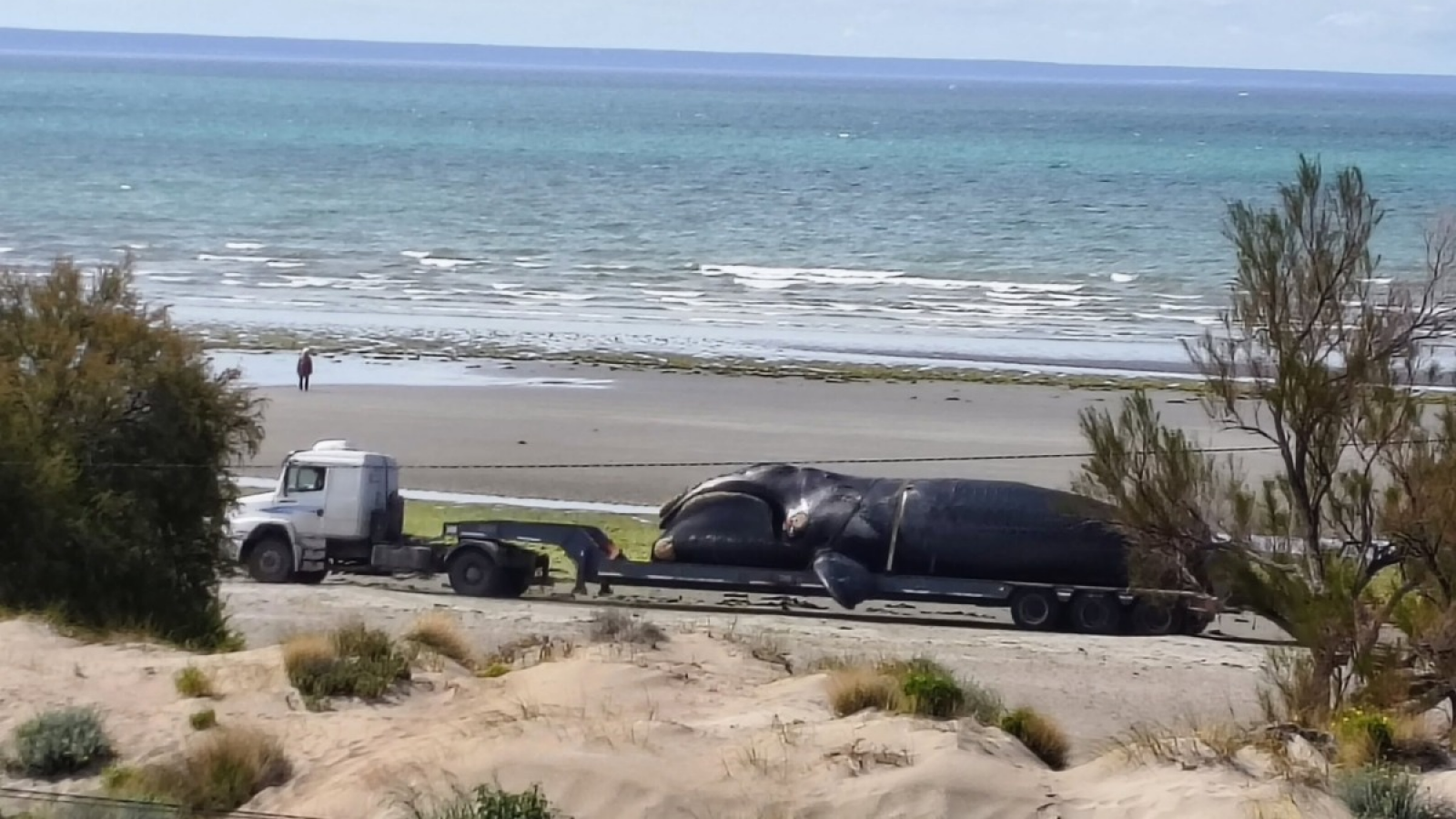 Alarma en el Golfo Nuevo: hallan otro ballenato muerto en la costanera de Puerto Madryn