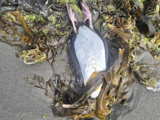 Alarma en Puerto Madryn: hallaron más de veinte aves marinas muertas en la costa