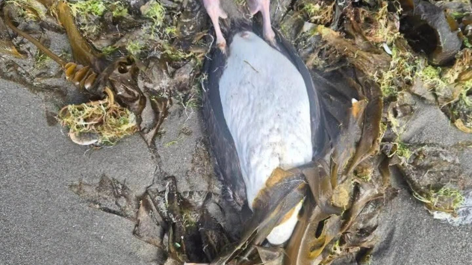 Alarma en Puerto Madryn: hallaron m醩 de veinte aves marinas muertas en la costa