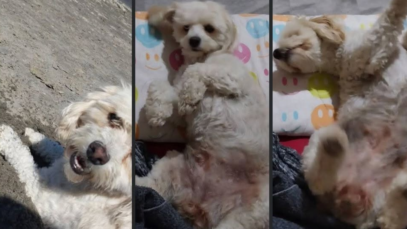 Madryn: buscan a Katrin, una perrita que se perdió en el barrio Nueva