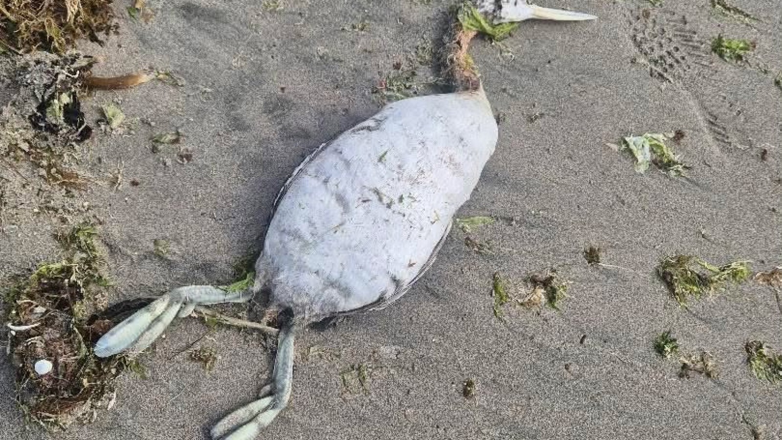 Aves muertas en Puerto Madryn: el especialista Víctor Fratto dio detalles sobre el fenómeno