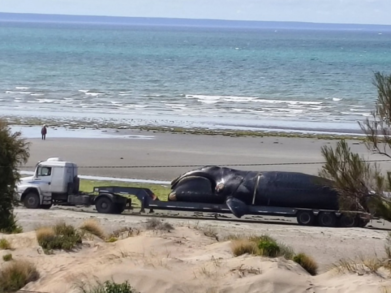 ¿Qué pasa con las ballenas en el Golfo Nuevo?: el análisis de los científicos sobre las muertes de esta temporada