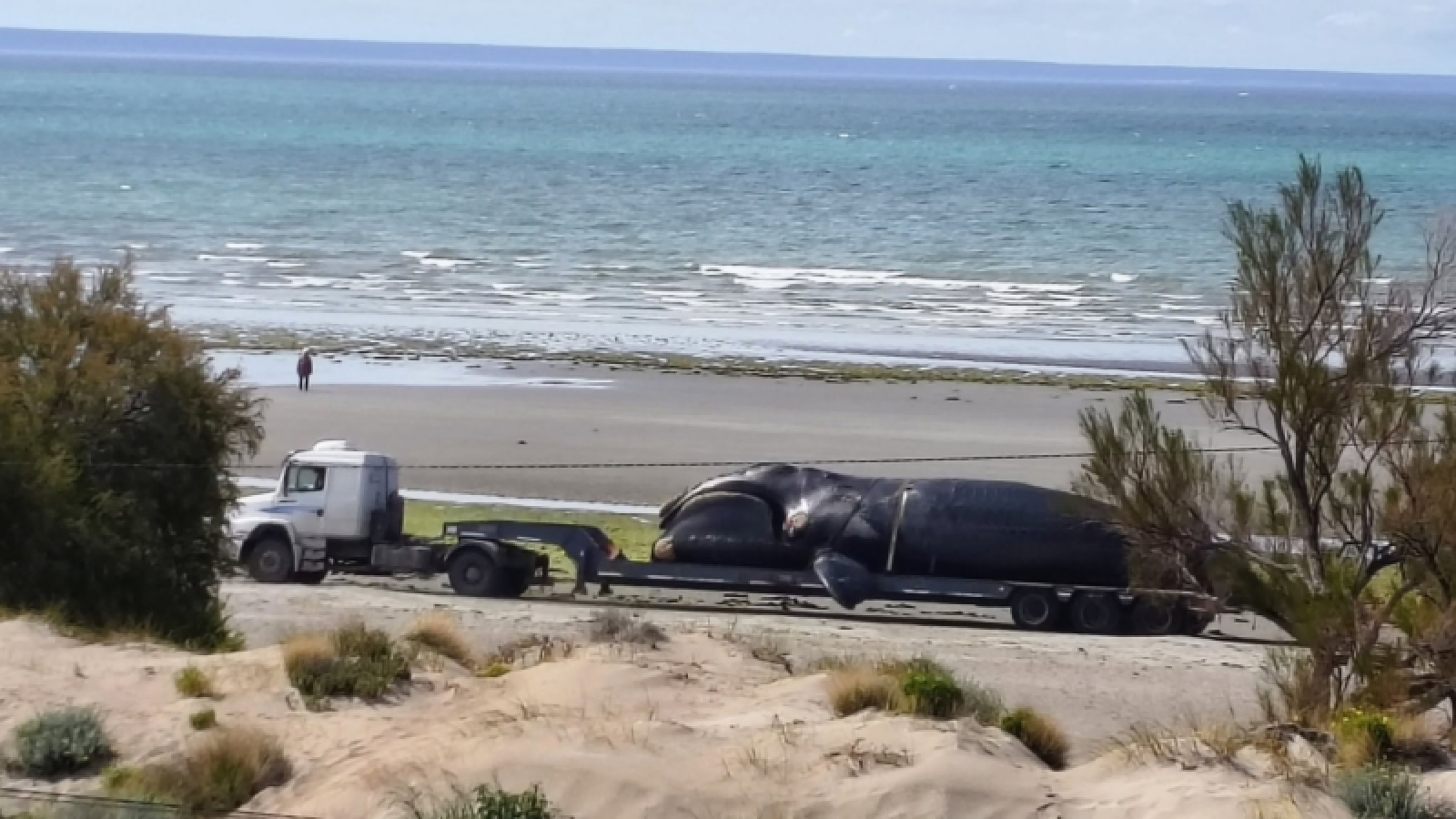 ¿Qué pasa con las ballenas en el Golfo Nuevo?: el análisis de los científicos sobre las muertes de esta temporada