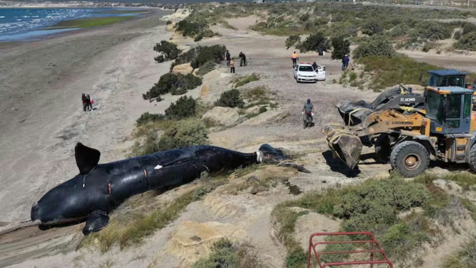 Misterio en los golfos: la ciencia tras la mortandad de ballenas francas australes en Chubut y las recomendaciones clave para la comunidad