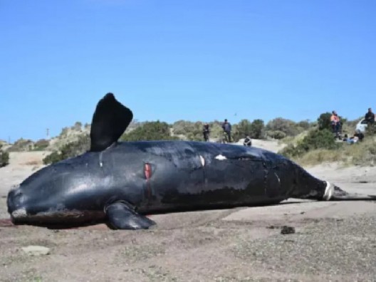 Fuerte descargo científico por la muerte de ballenas en Puerto Madryn: "No podemos lanzar teorías sin evidencia"