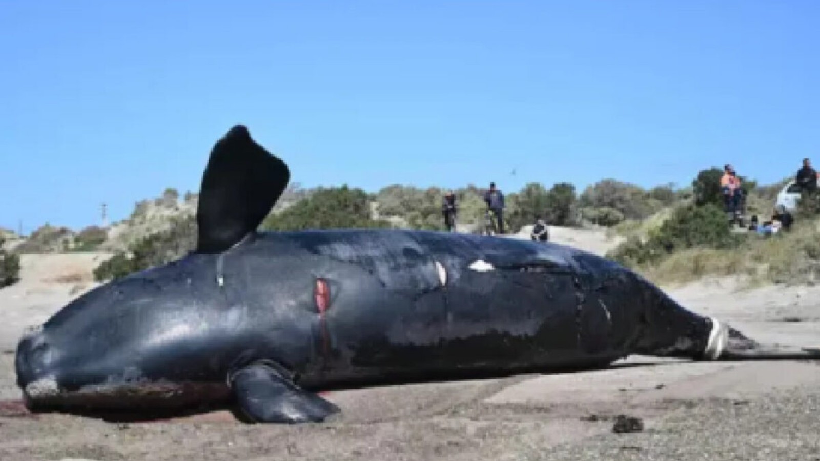 ¿Qué hacen con las ballenas muertas en Puerto Madryn? Explicaron dónde las entierran