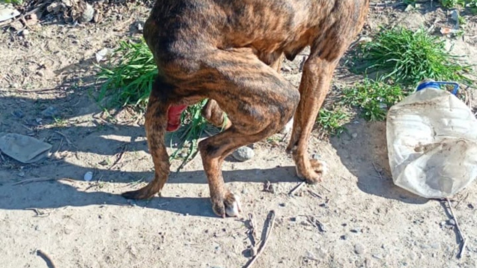 Indignación en Puerto Madryn: encontraron a una perrita desnutrida, con una soga que la ahorcaba y ahora denuncian que la encerraron