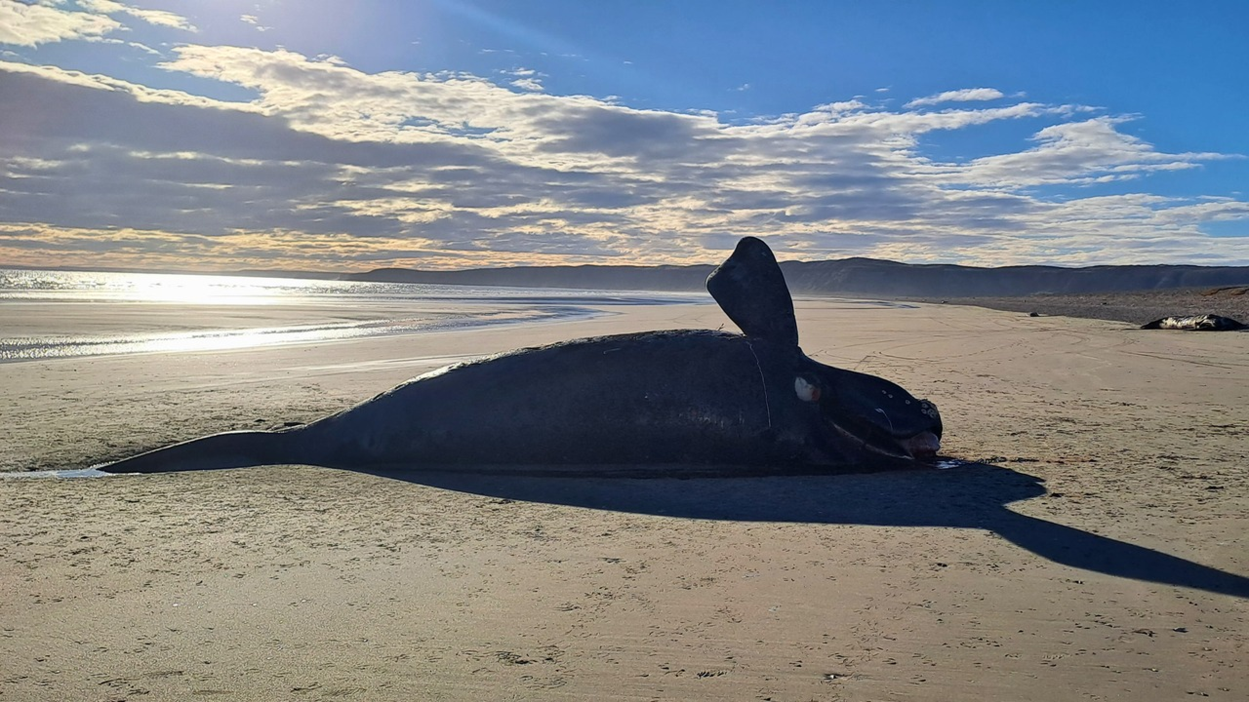 Muerte de ballenas en Chubut: investigan los casos recientes registrados en Península Valdés
