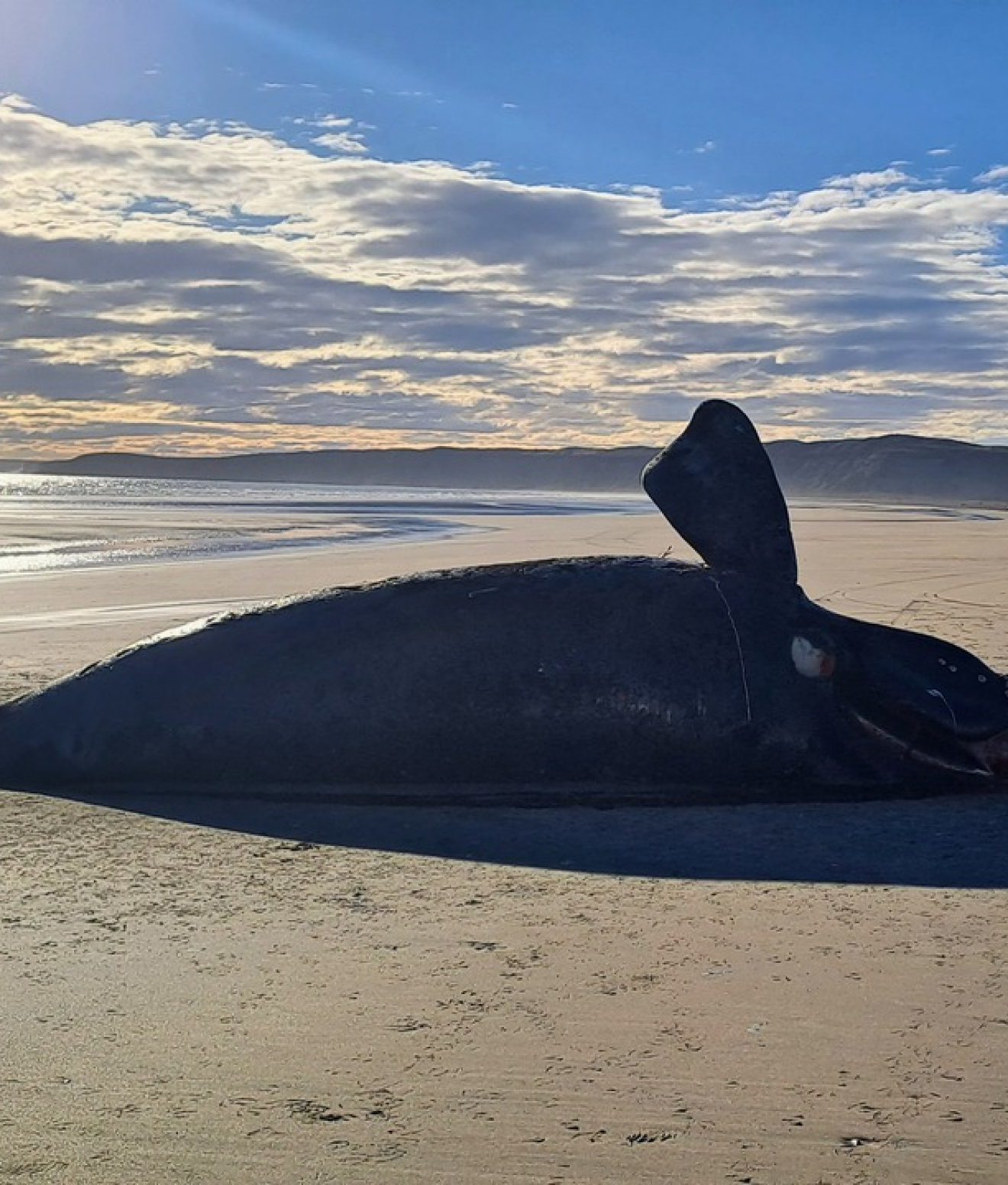 Muerte de ballenas en Chubut: investigan los casos recientes registrados en Península Valdés