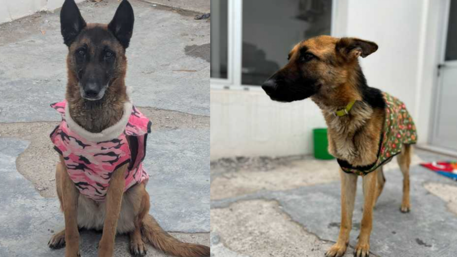 Imputan a un vecino de Rawson por maltrato animal tras el hallazgo de cuatro perros en grave estado de desnutrici髇