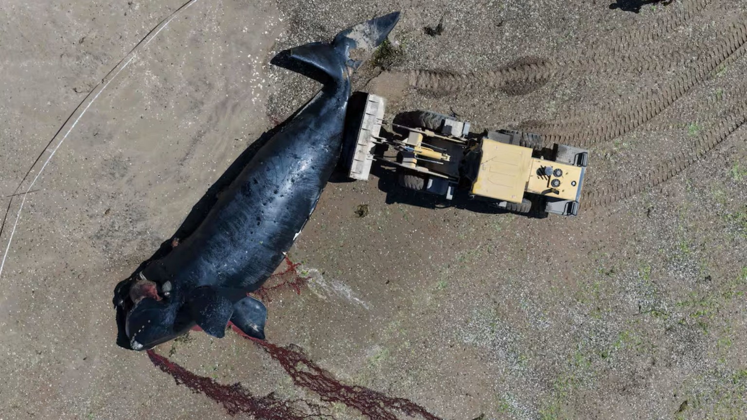 Muerte de ballenas en Península Valdés: confirman que una bacteria afectó a los ballenatos
