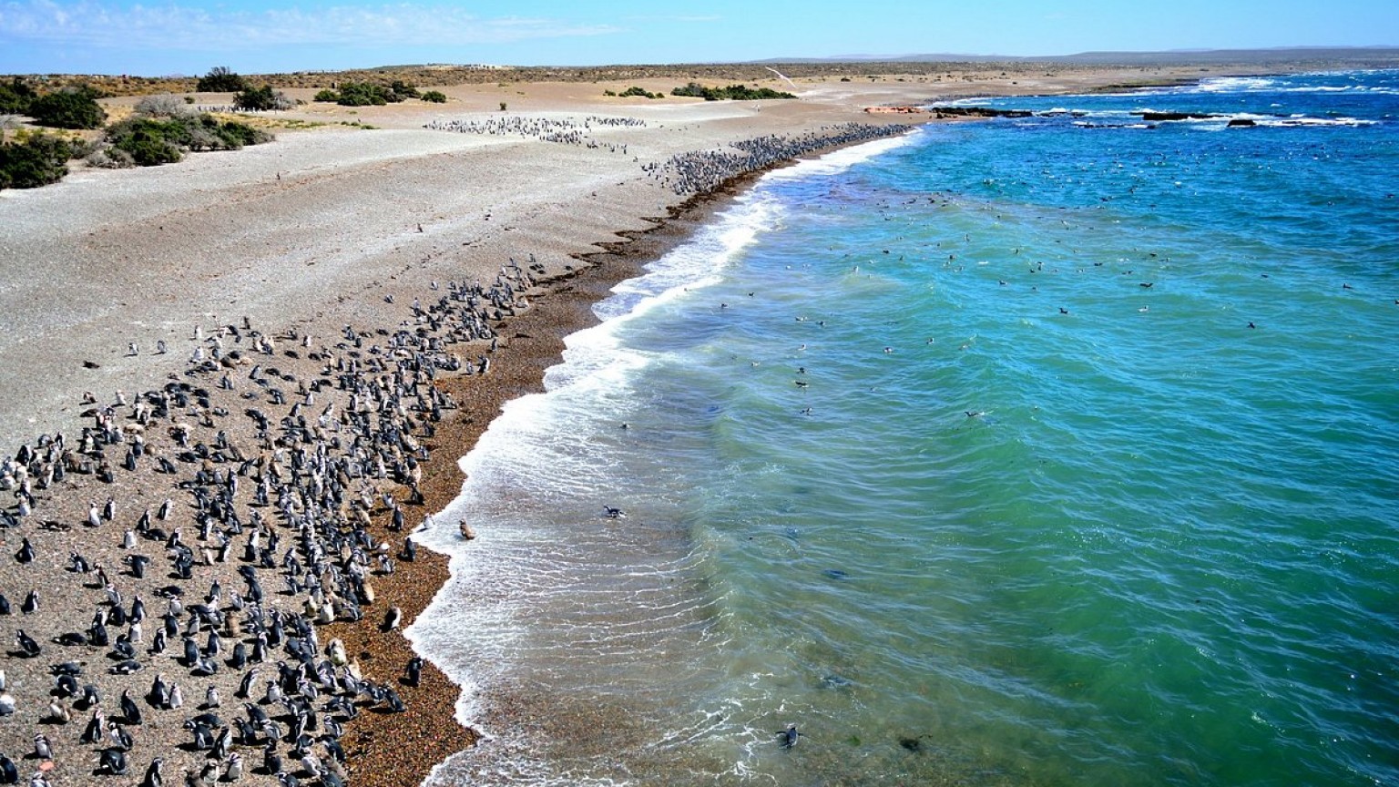 La pingüinera de Punta Tombo sigue cerrada: advierten que no se puede ingresar con ningún vehículo
