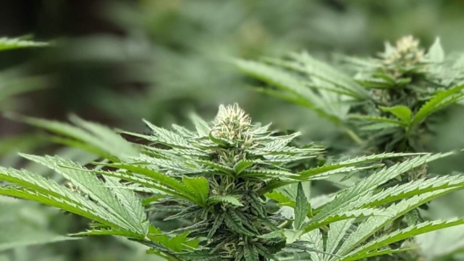 Chubut reglamentó su propio "Reprocann": cómo funcionará el registro provincial de cannabis medicinal